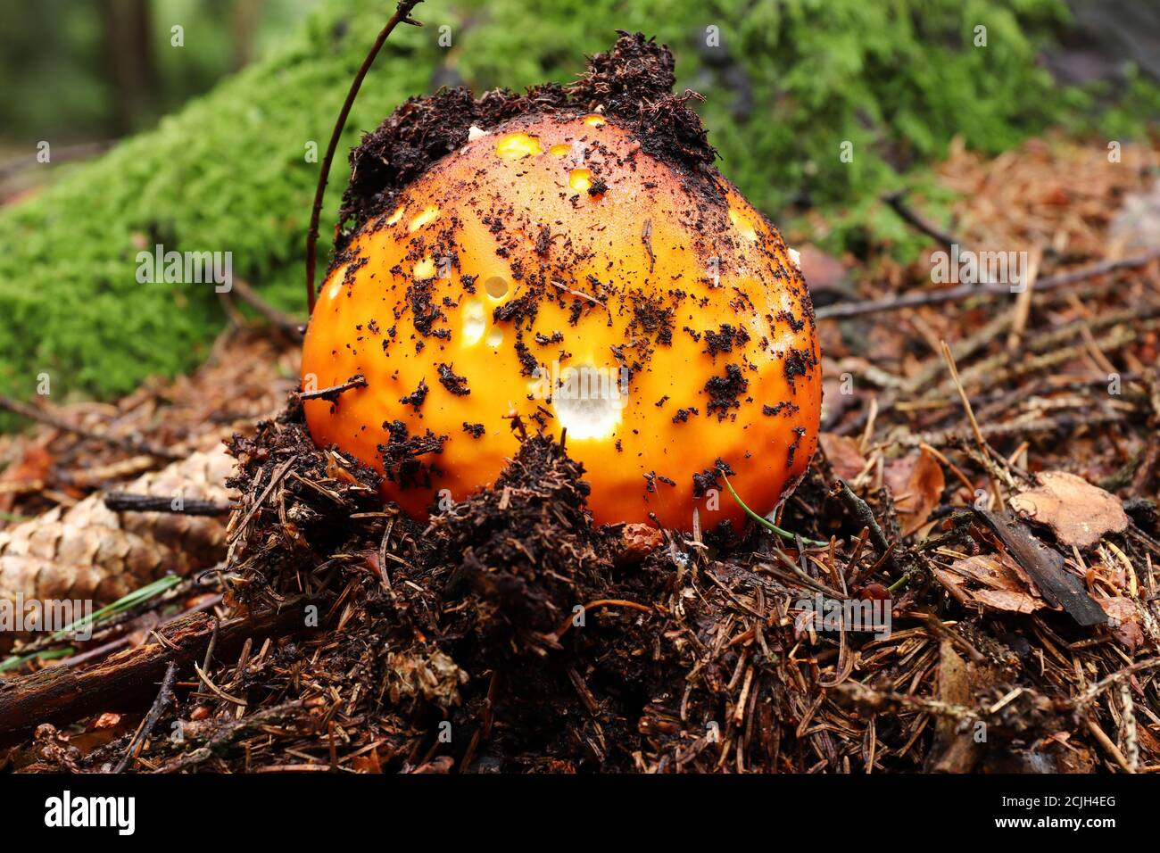 Detail der wachsende rote Fliegenpilz - Amanita muscaria Stockfoto