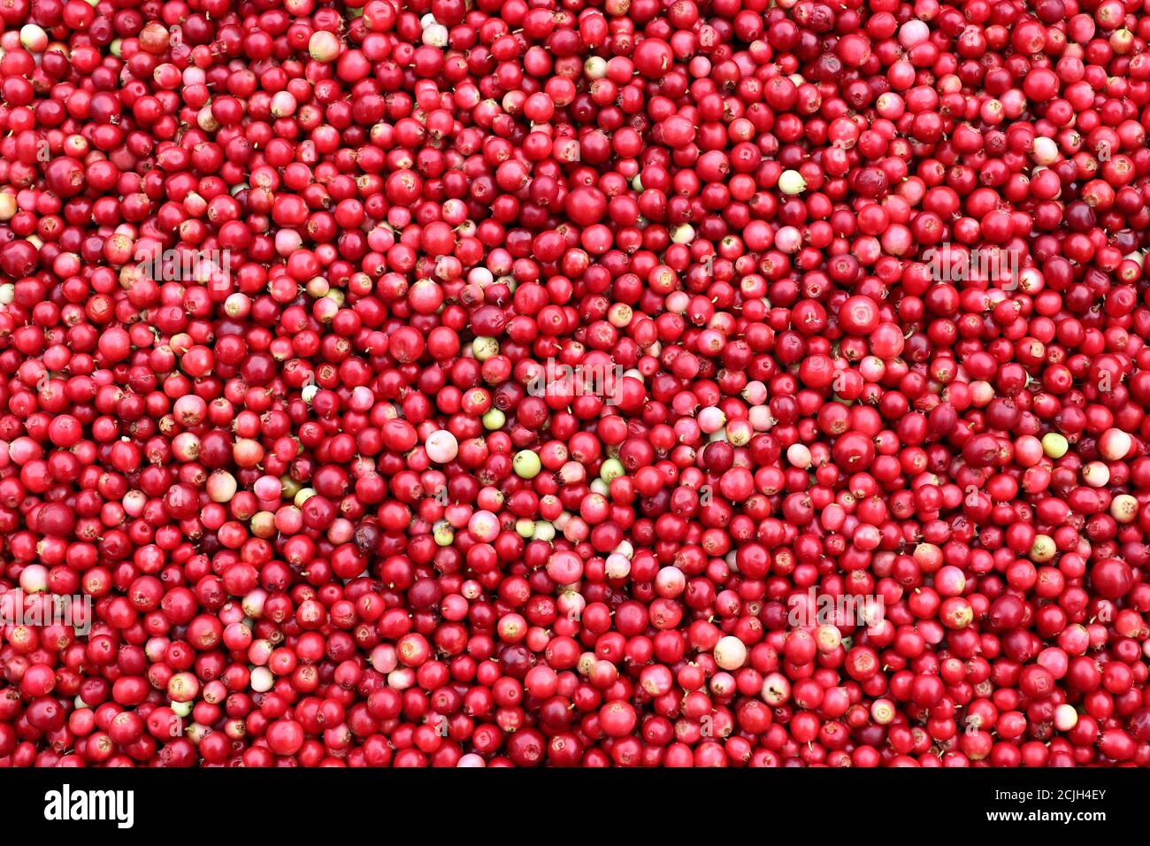 Cranberries - gesunde Beeren enthalten reichlich organische Säuren, Vitamin C, Vitamin A, B-Vitamine und die Elemente Kalium, Kalzium, Magnesium Stockfoto