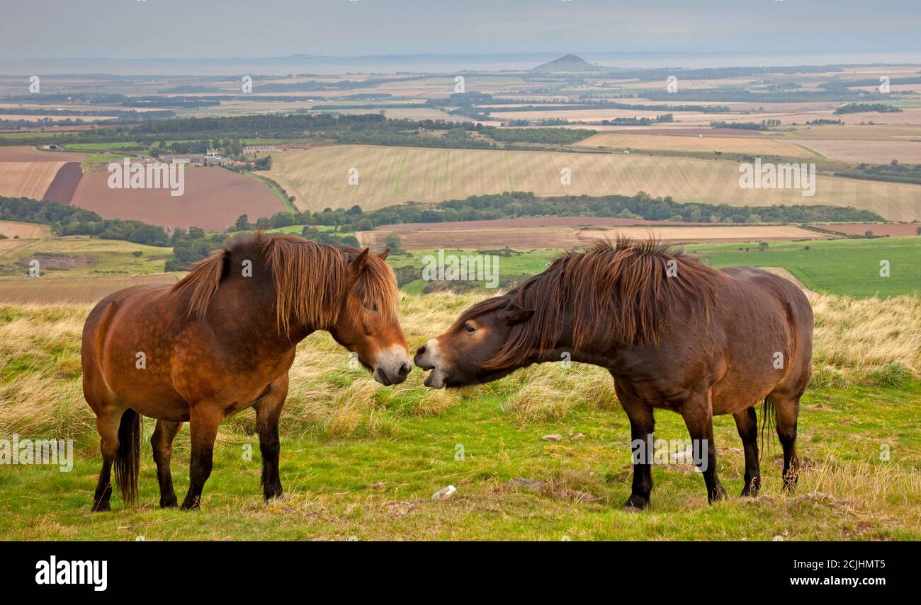 Eine Herde Exmoor-PoniesTraprain Law, East Lothian, Schottland, Großbritannien. 15. September 2020. Bewölkt mit Dunst über der Landschaft im Hintergrund. Ponys wurden auf Traprain Gesetz von East Lothian rat gegründet, um das Gras kurz zu halten und den Lebensraum zu verbessern. ... Ponys wurden 2011 auf dem 725ft (221m) Traprain in der Nähe von Haddington platziert. Die Ponys können gesehen werden, wie sie miteinander interagieren. Stockfoto