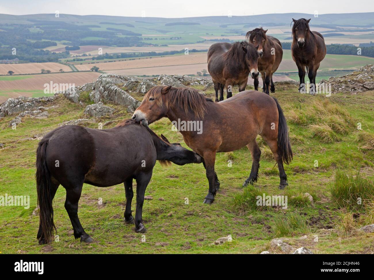 Eine Herde Exmoor-PoniesTraprain Law, East Lothian, Schottland, Großbritannien. 15. September 2020. Bewölkt mit Dunst über der Landschaft im Hintergrund. Ponys wurden auf Traprain Gesetz von East Lothian rat gegründet, um das Gras kurz zu halten und den Lebensraum zu verbessern. ... Ponys wurden 2011 auf dem 725ft (221m) Traprain in der Nähe von Haddington platziert. Die Ponys können gesehen werden, wie sie miteinander interagieren. Stockfoto