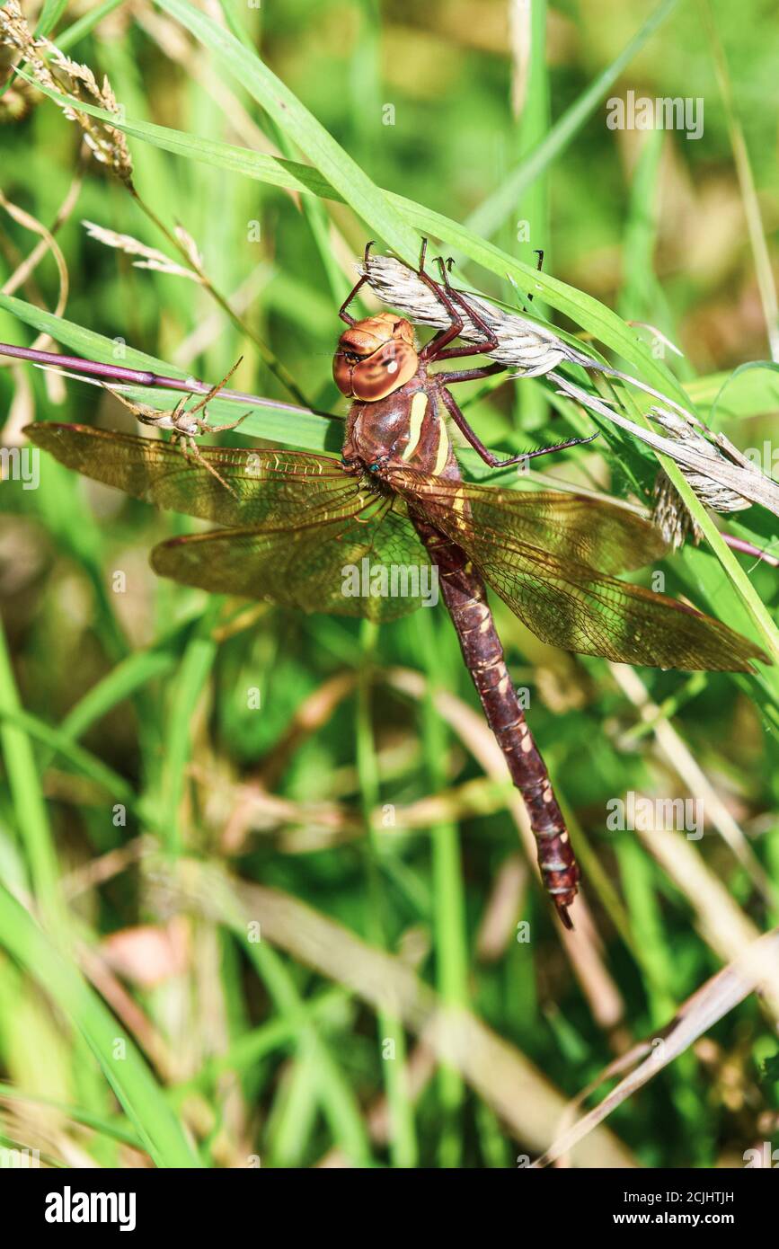 Eine große Libelle ruht auf einem Ast draußen als ein spider nähert sich Stockfoto