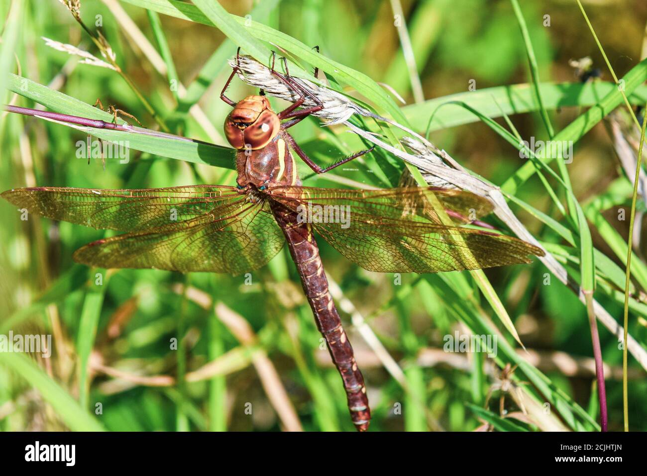 Eine große Libelle ruht auf einem Ast draußen als ein spider nähert sich Stockfoto