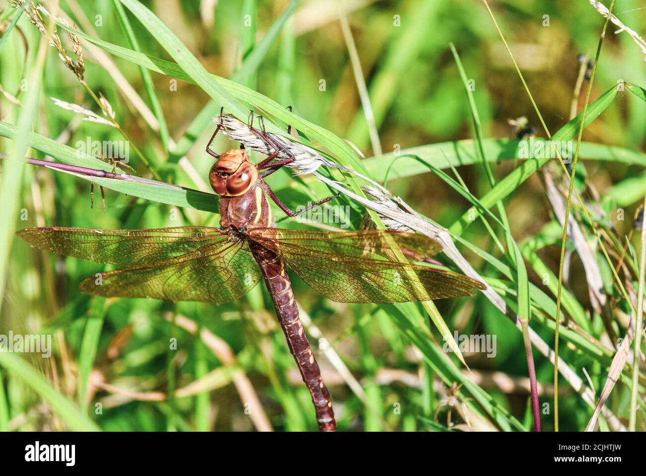 Eine große Libelle ruht auf einem Ast draußen als ein spider nähert sich Stockfoto