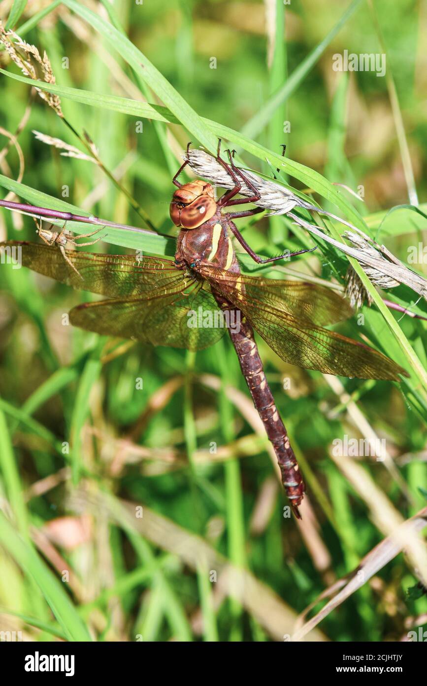 Eine große Libelle ruht auf einem Ast draußen als ein spider nähert sich Stockfoto