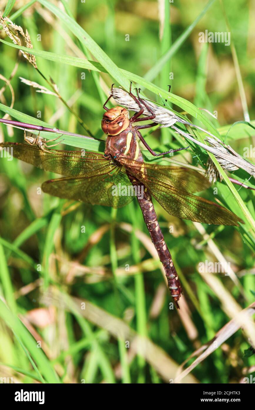 Eine große Libelle ruht auf einem Ast draußen als ein spider nähert sich Stockfoto