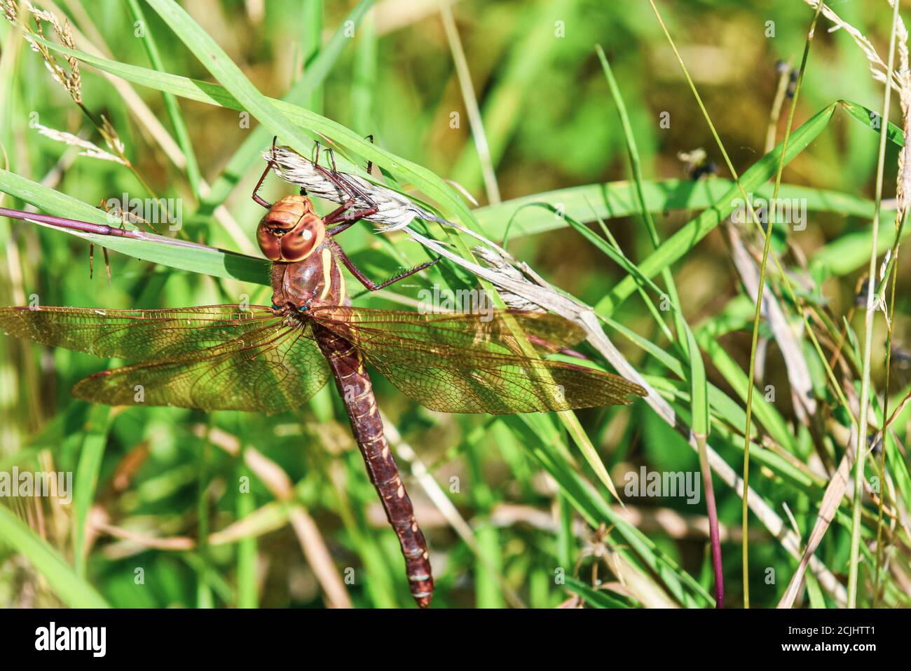 Eine große Libelle ruht auf einem Ast draußen als ein spider nähert sich Stockfoto