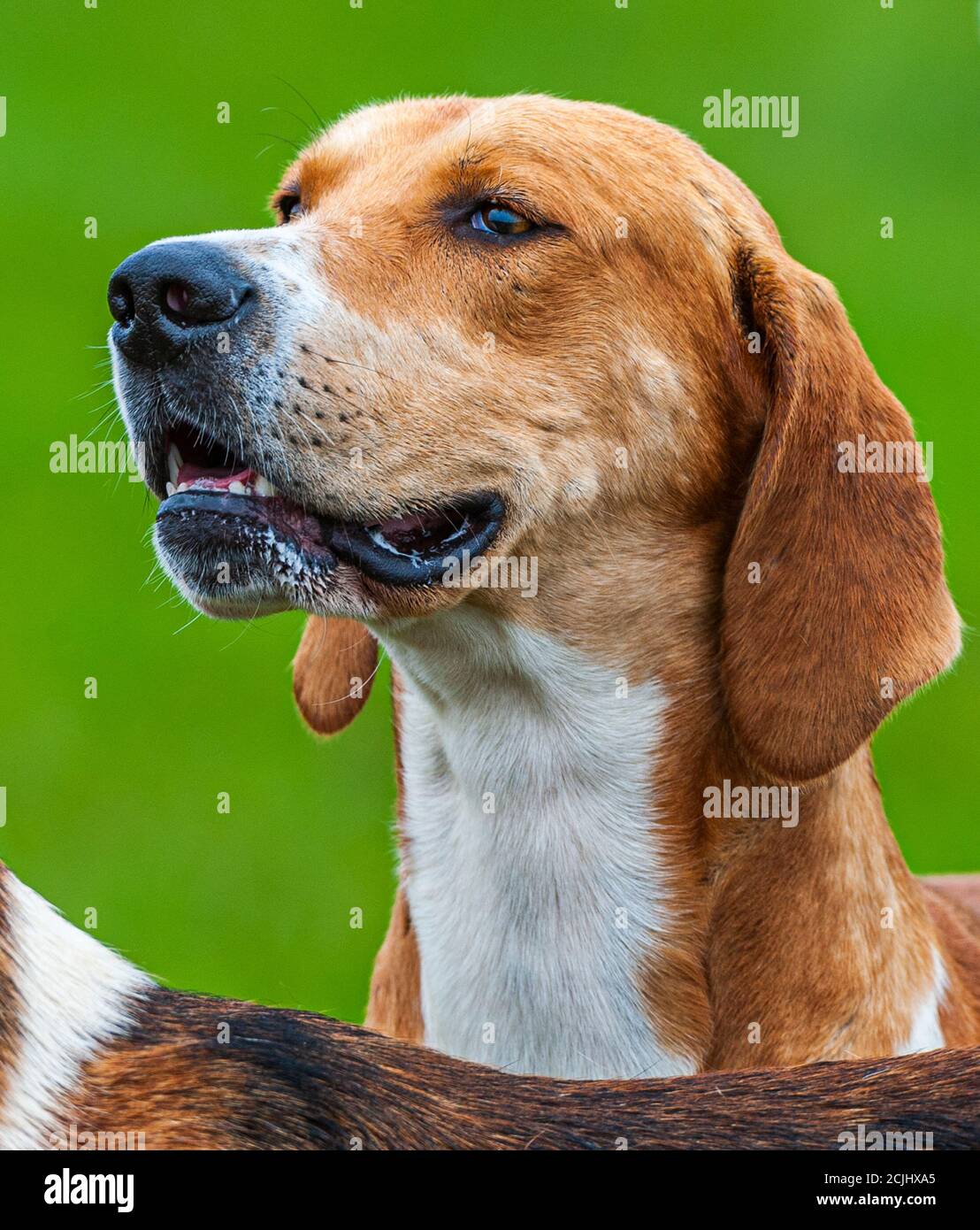 Belvoir, Grantham, Lincolnshire, Großbritannien - die Foxhounds von Belvoir Hunt Stockfoto