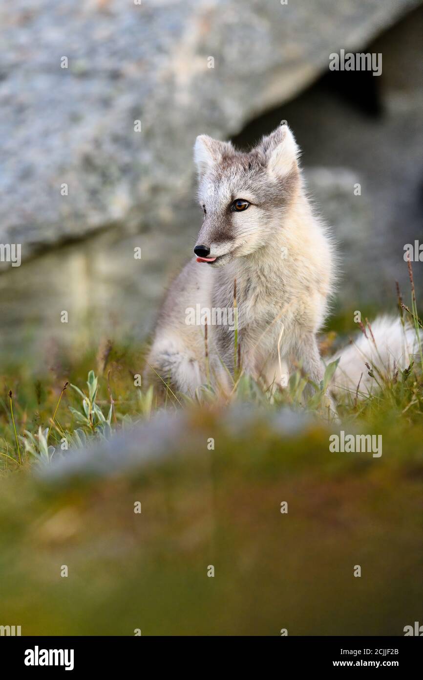 Süßes wildes arktisches Fuchsjunge (Vulpes lagopus) in den Dovre Bergen, Norwegen Stockfoto