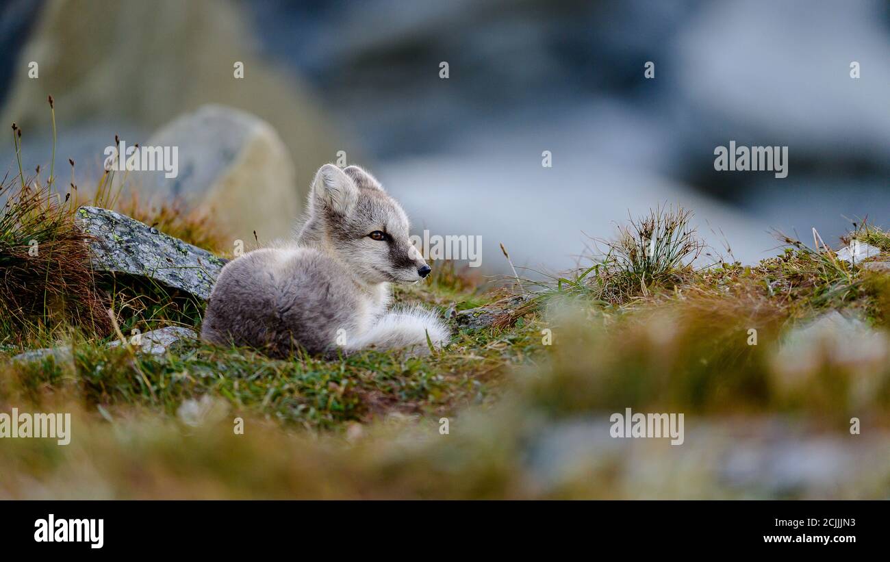 Süßes wildes arktisches Fuchsjunge (Vulpes lagopus) in den Dovre Bergen, Norwegen Stockfoto