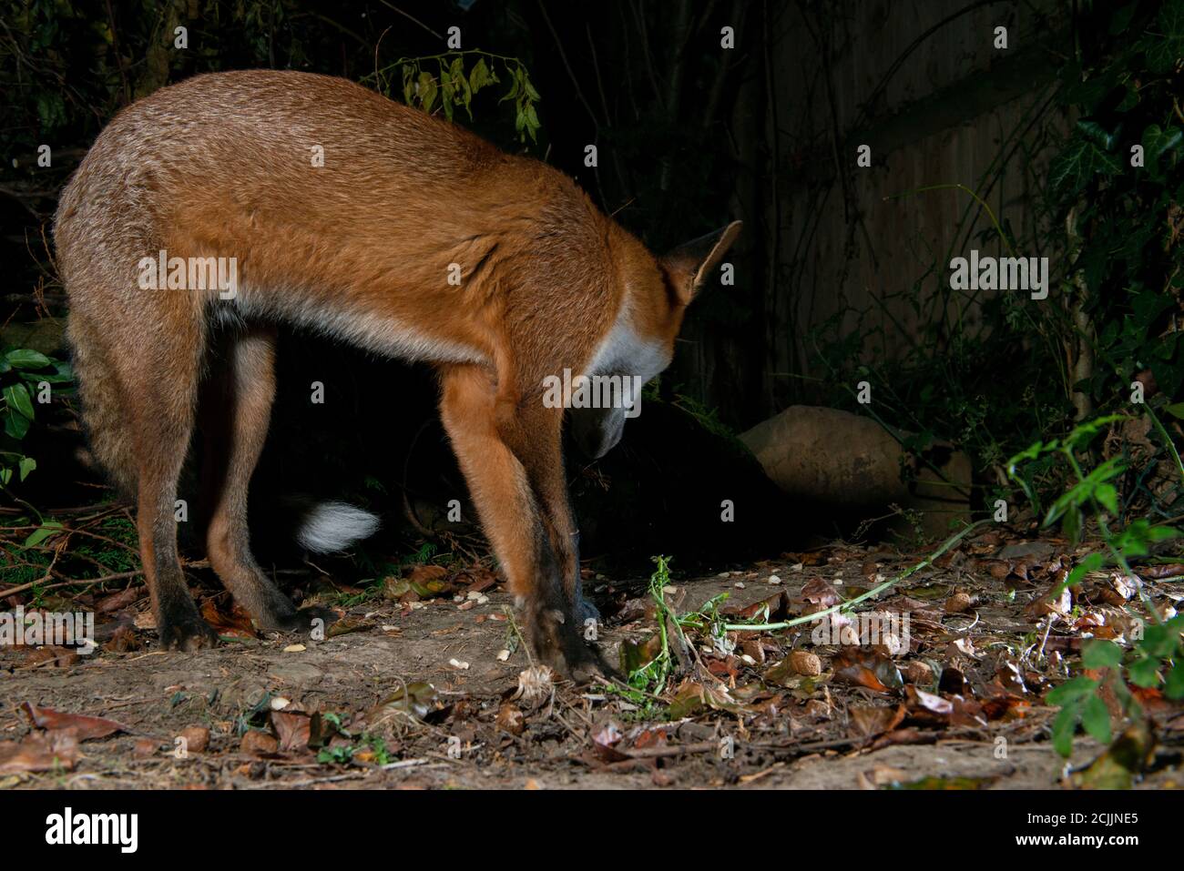 Fuchs in der Nacht dreht den Kopf weg, um nach hinten zu schauen Stockfoto