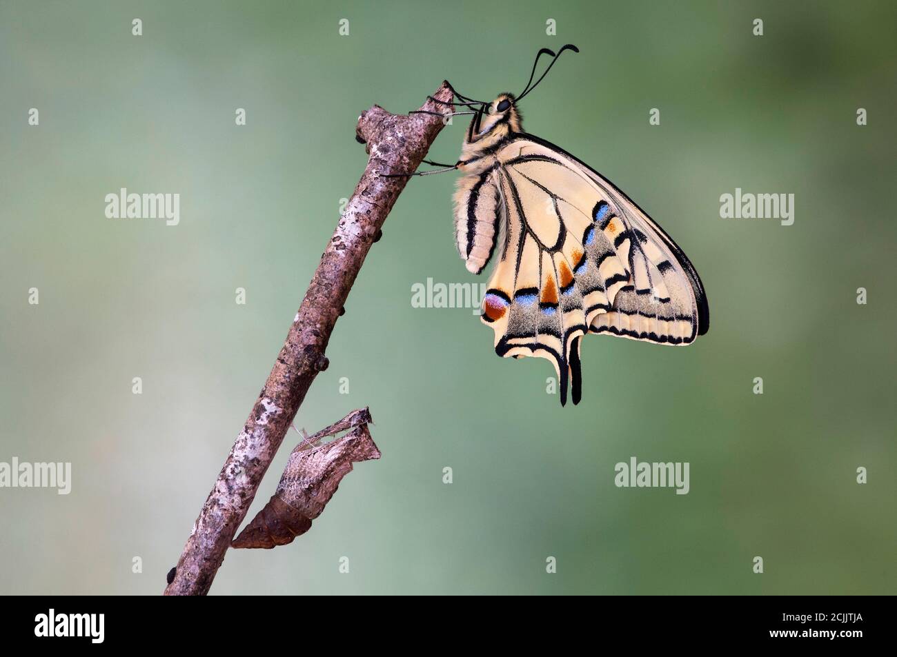 Frisch geschlüpfter Schwalbenschwanz der Alten Welt (Papilio machaon) über seiner leeren Puppenmuschel, Schweiz Stockfoto