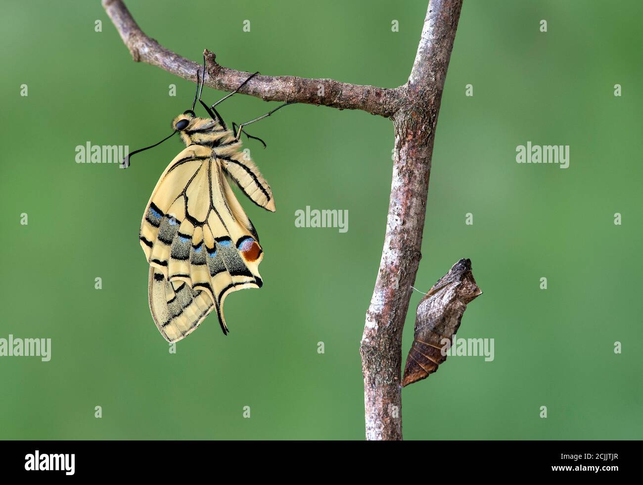 Frisch geschlüpfter Schwalbenschwanz der Alten Welt (Papilio machaon) neben seiner leeren Puppenmuschel, Schweiz Stockfoto