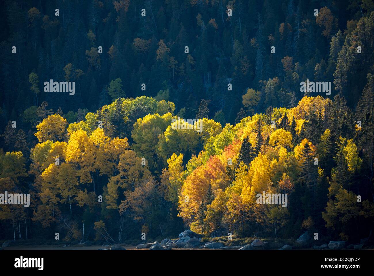 Herbstfarben, Saguenay Nationalpark, Quebec, Kanada Stockfoto