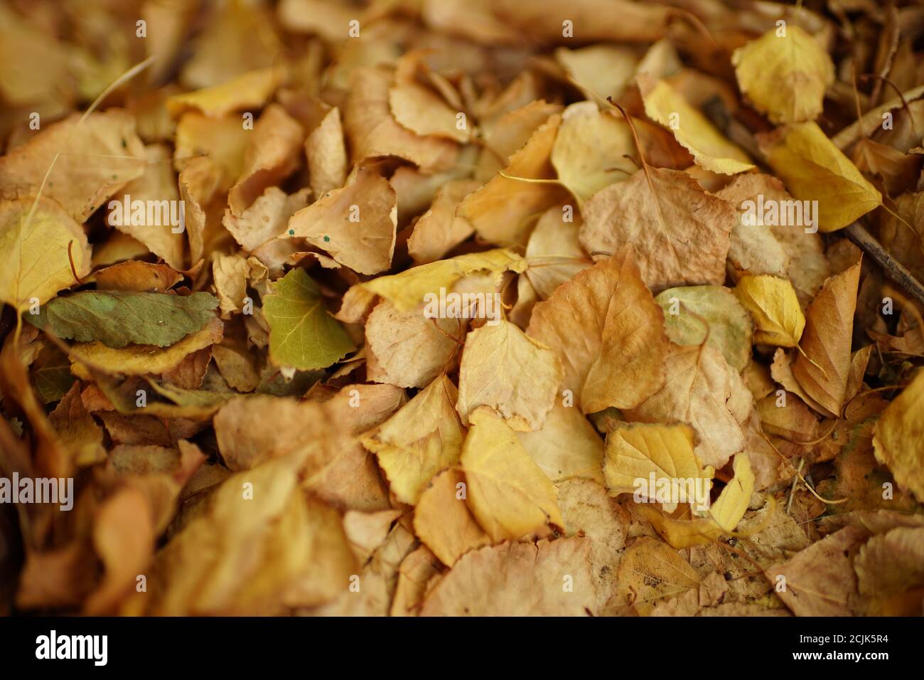 Rücklauf von trockenen braunen Birken Herbstblättern. Stockfoto