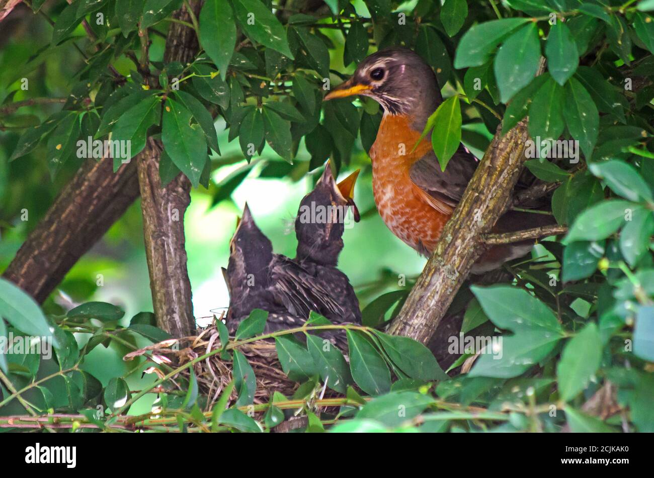 Robin füttert junge Rotkehlchen Babys in einem Nest auf einem Baum (mehrere Babys öffnen den Mund und wünschen sich Nahrung) Stockfoto