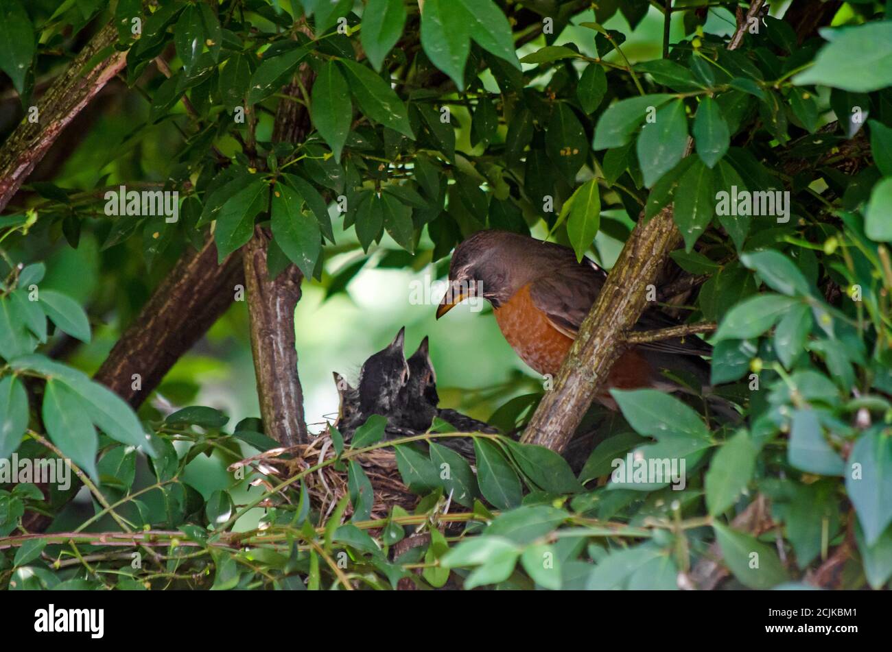Robin füttert junge Rotkehlchen Babys in einem Nest auf einem Baum (mehrere Babys öffnen den Mund und wünschen sich Nahrung) Stockfoto