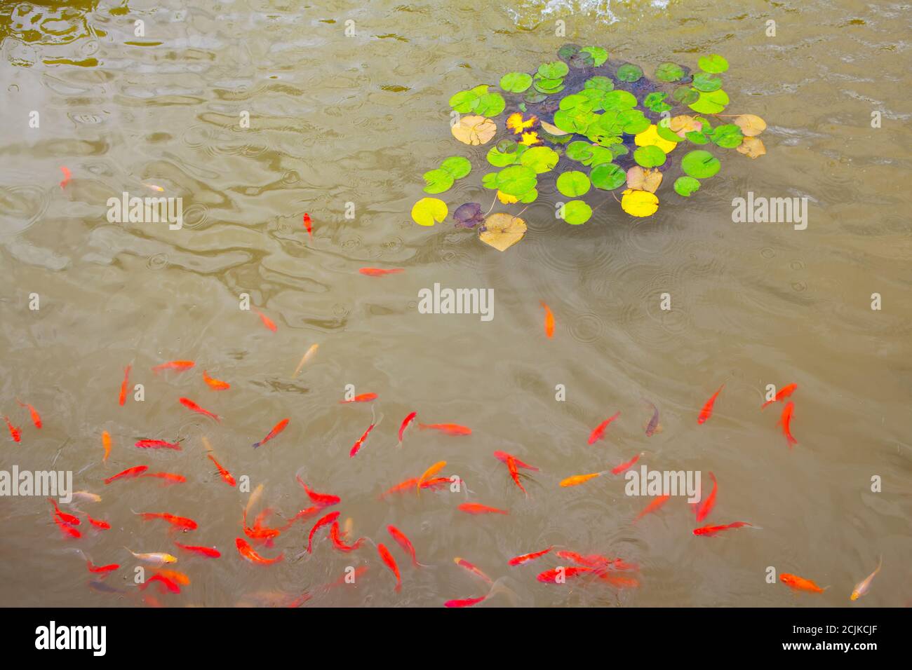 Goldfisch im Blick aufs Wasser von oben. Teich mit Seerose Stockfoto