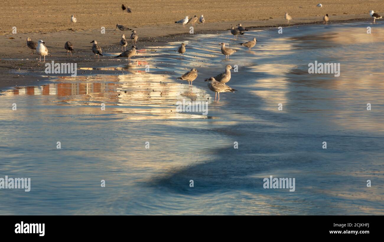 Möwen am Strand von Weymouth, Jurassic Coast, Dorset, England, Großbritannien Stockfoto