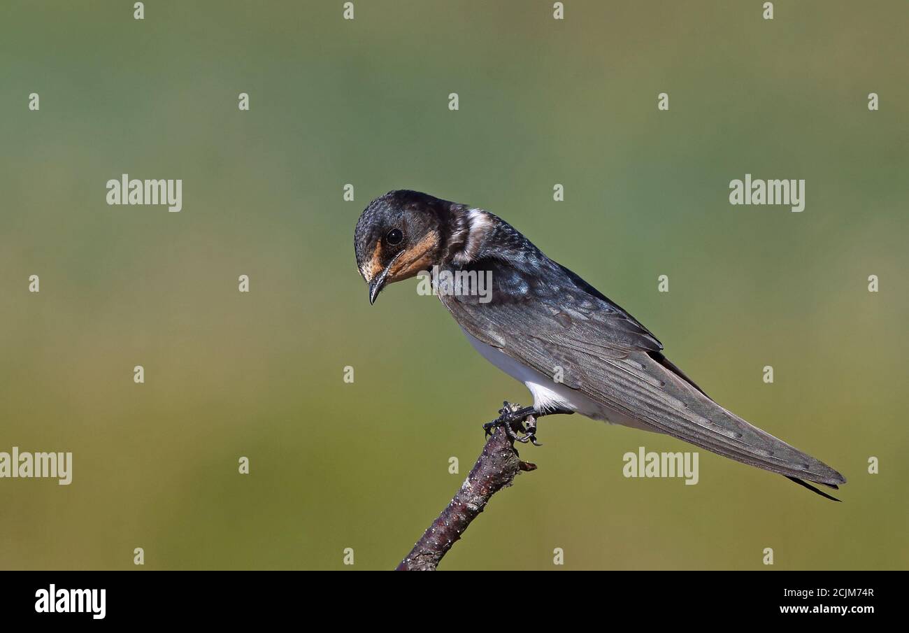 Junge Schwalbe auf einem Zweig mit grünem Hintergrund Stockfoto