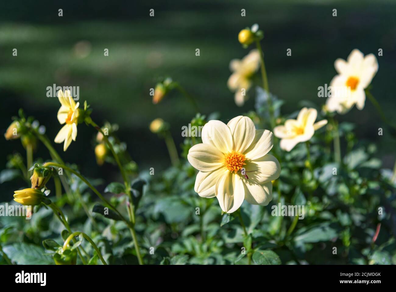 Gelbe Blumen Zinnia, Nahaufnahme. Schöner natürlicher Hintergrund. Stockfoto