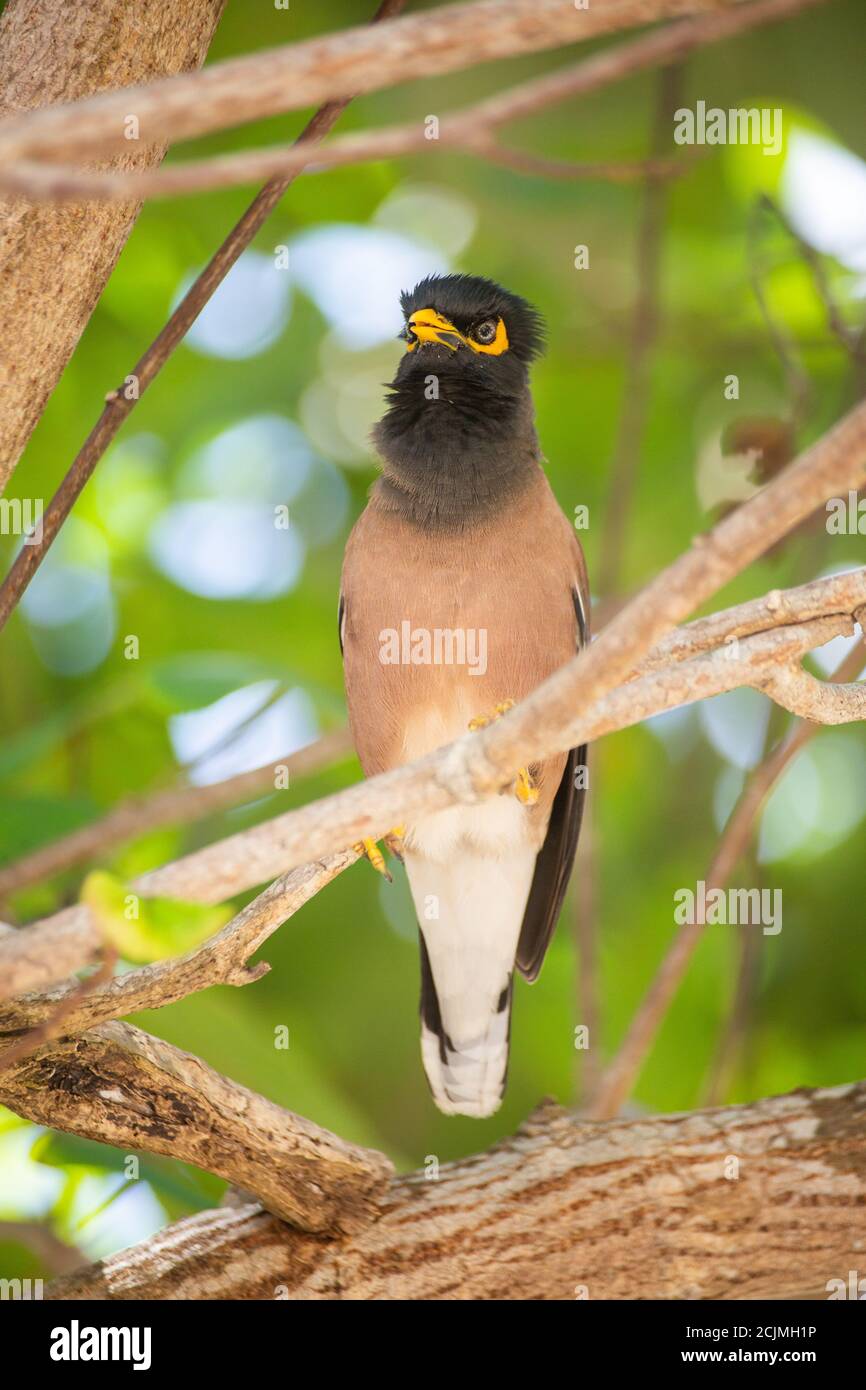 Tropischer Vogel / gemeiner Myna im Baum, Gesang in Ko Phangan, thailand Stockfoto