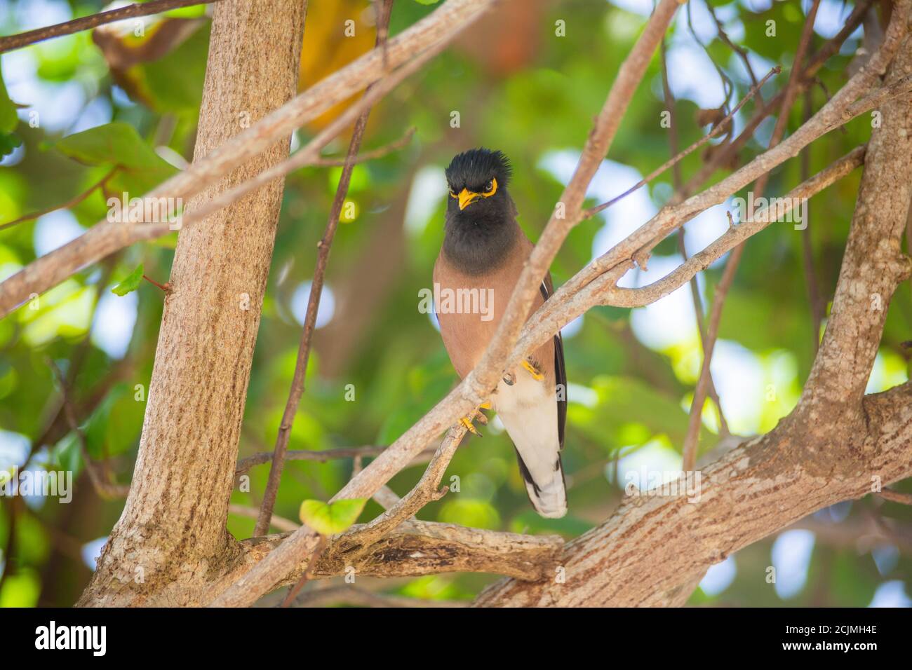 Tropischer Vogel / gemeiner Myna im Baum, Gesang in Ko Phangan, thailand Stockfoto