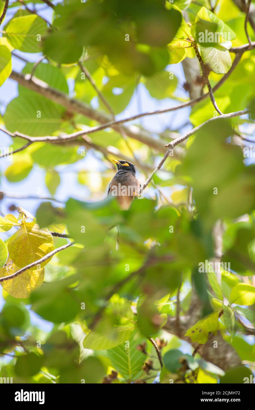 Tropischer Vogel / gemeiner Myna im Baum, Gesang in Ko Phangan, thailand Stockfoto