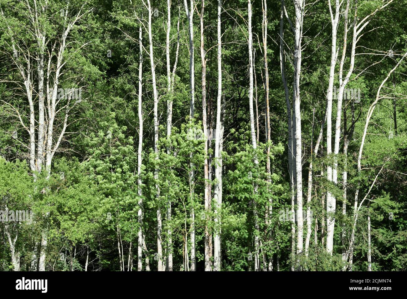 Linie oder Reihe von weißen Pappeln, Populus alba, aka Silberpappeln oder Silberblatt-Pappeln mit charakteristischen weißen Baum-Trunks Stockfoto