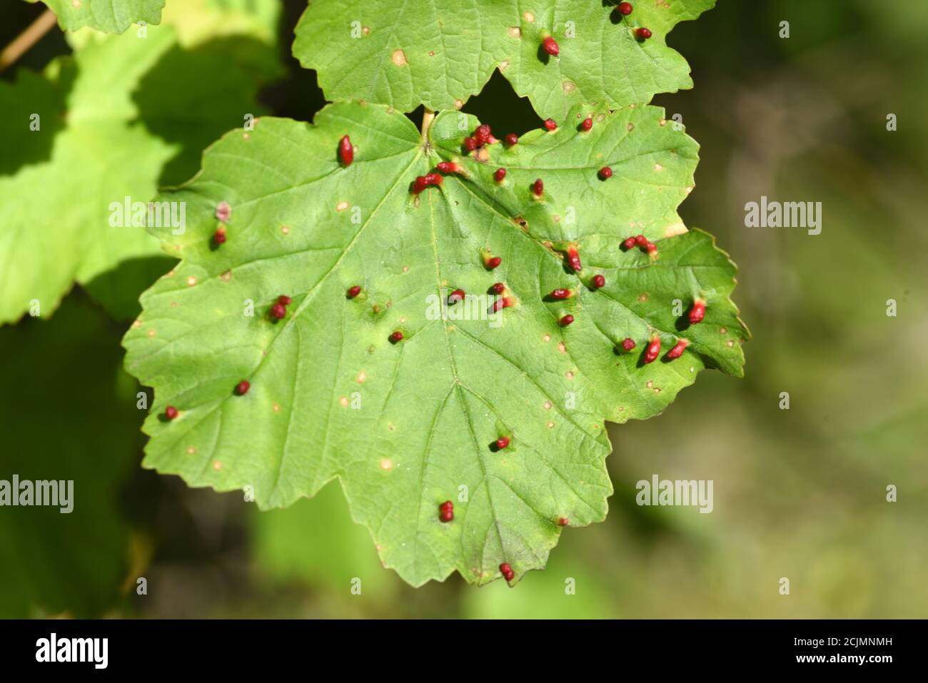 Lime Nail Galls verursacht durch die Milbe Eriophytes tiliae tiliae Auf dem Blatt der Linde oder Lindenbaum Tilia europea Stockfoto