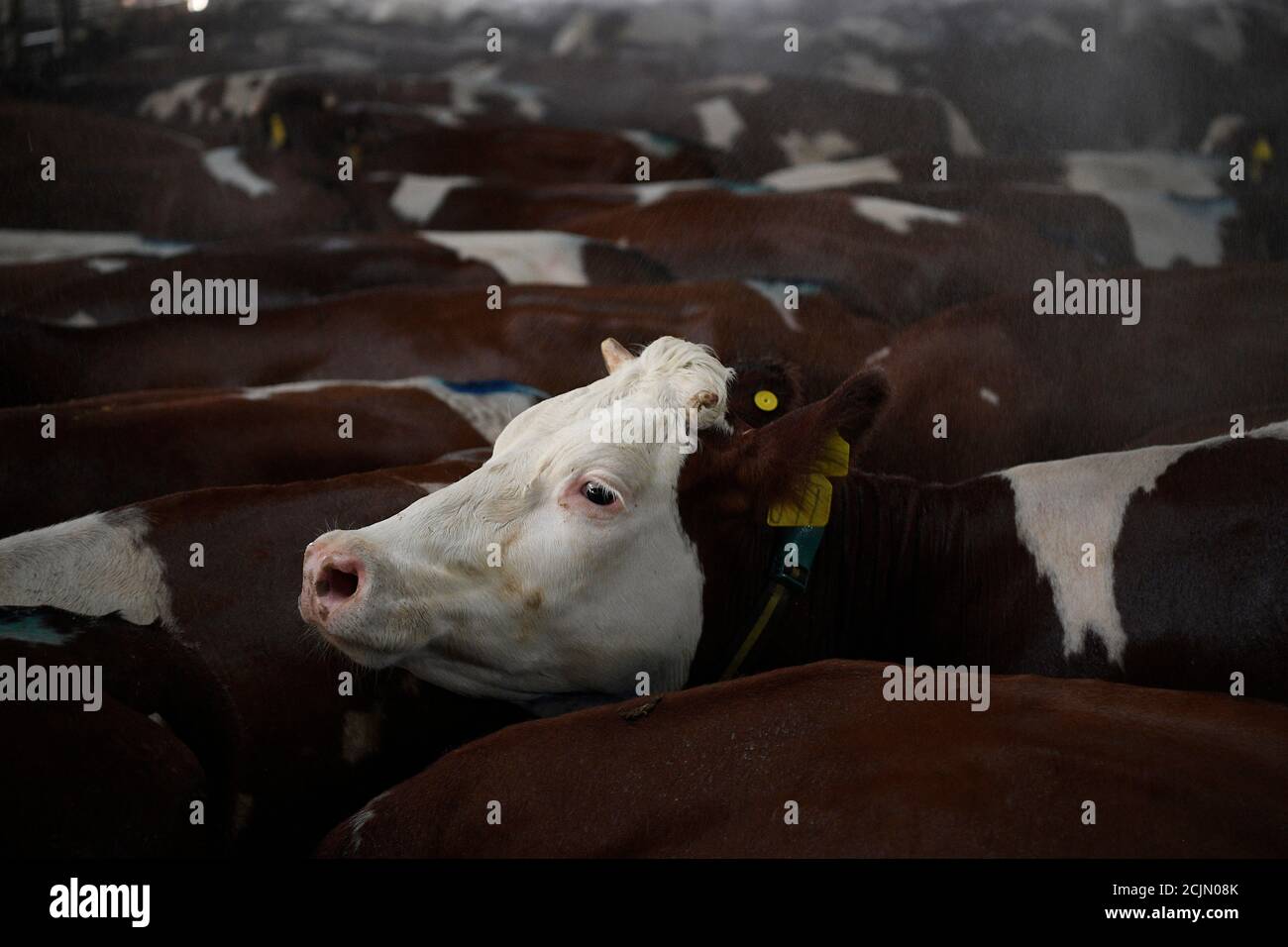 (200915) -- ZHONGWEI, 15. September 2020 (Xinhua) -- Kühe duschen, bevor sie auf der Musha Ranch in Zhongwei, der Autonomen Region Ningxia Hui im Nordwesten Chinas, gemolken werden, 14. September 2020. Zhongwei, eine Stadt in der Nähe der Tengger-Wüste, war in der Geschichte von Sand und Wind angetan worden. Seit Jahren sucht die Stadt nach einer Methode, um die Wüste zu nutzen. In den vergangenen sieben Jahren hat die Musha Ranch in Zhongwei durch die Zucht von Kühen fast 10,000 mu (ca. 666.67 Hektar) Wüste erfolgreich in eine Maisanpflanzungsbasis verwandelt. Die Ranch auf der einen Seite nutzt gute Vorteile von t Stockfoto