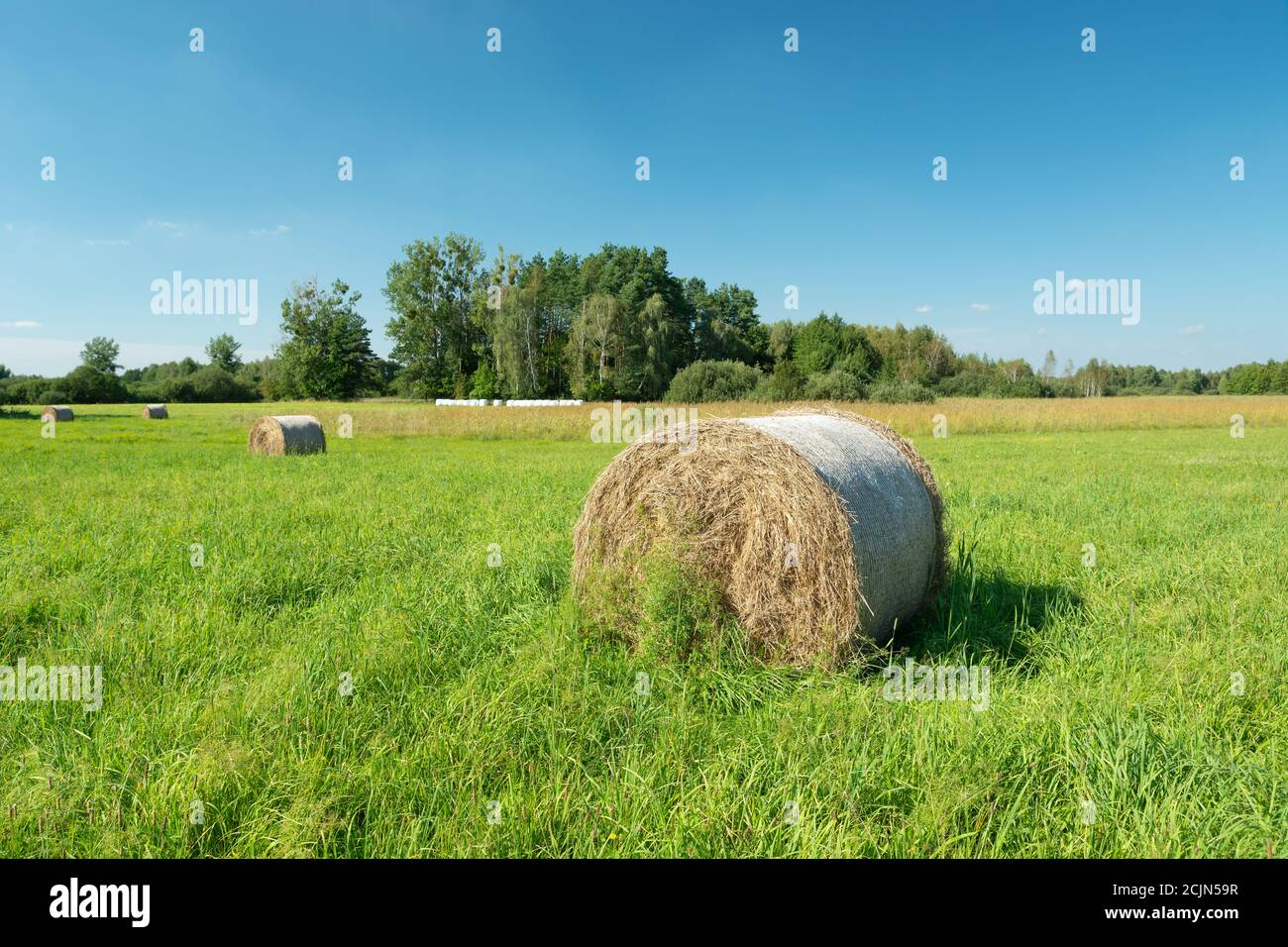 Heuballen auf einer grünen Wiese, Bäume und blauer Himmel Stockfoto