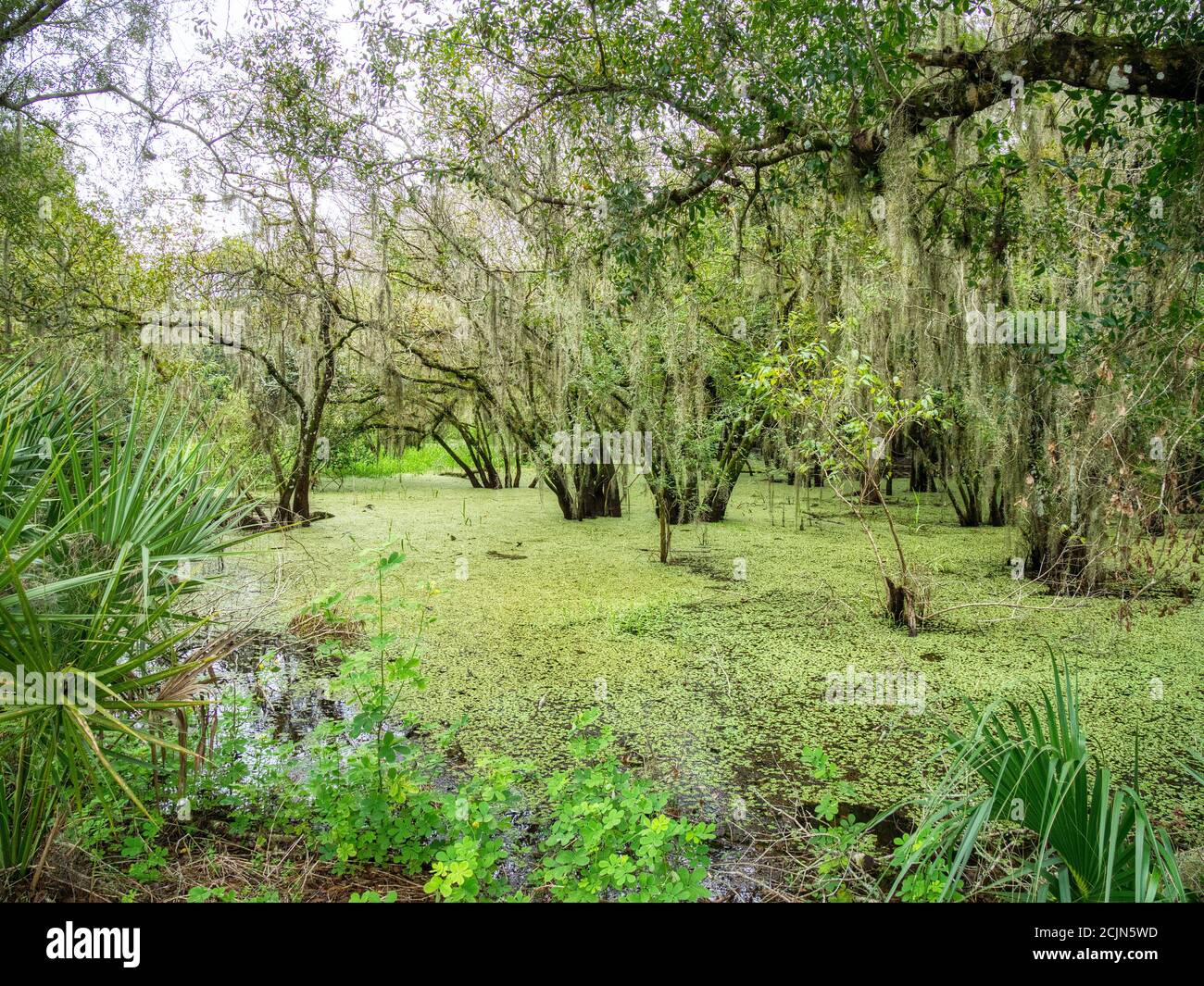 Jährliche Sommerflutung im Myakka River State Park in Sarasota Florida USA Stockfoto