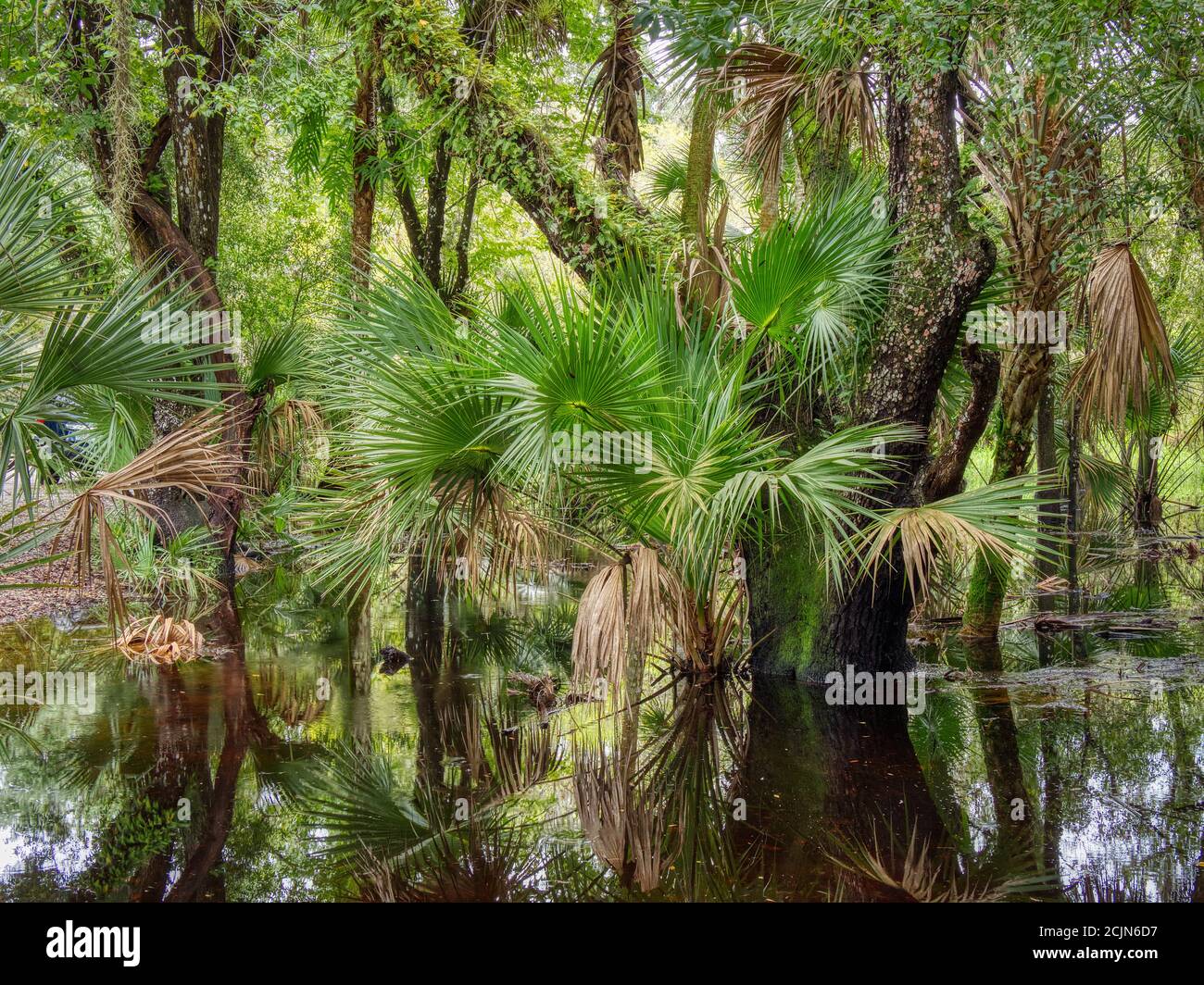 Jährliche Sommerflutung im Myakka River State Park in Sarasota Florida USA Stockfoto