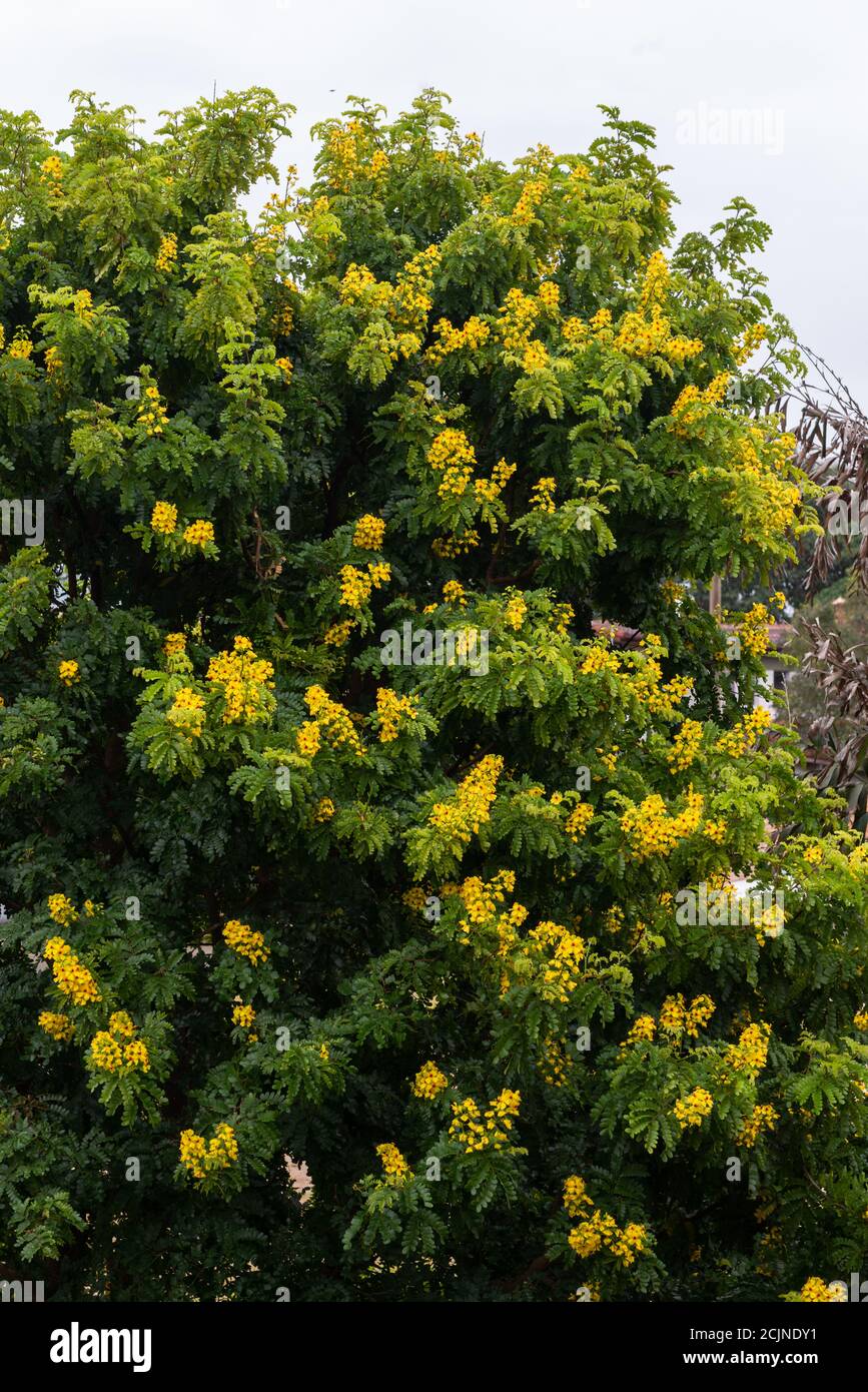 Blüten des Brasilholzes (Paubrasilia echinata). Pau-Brasil. Stockfoto