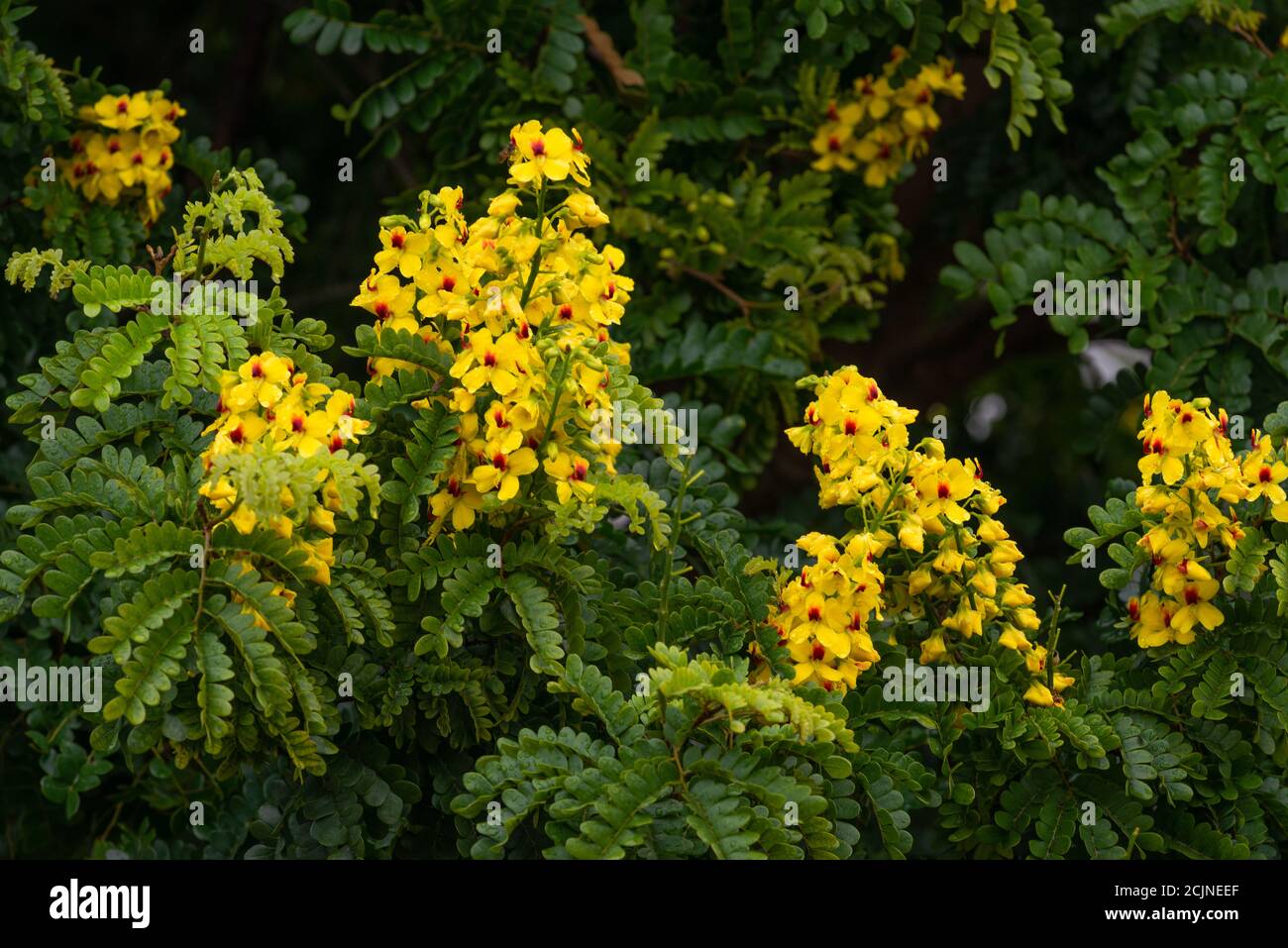 Blüten des Brasilholzes (Paubrasilia echinata). Pau-Brasil. Stockfoto