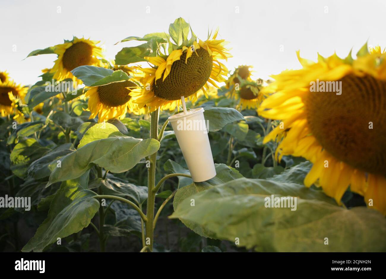 Tasse mit einem Stroh und einer Sonnenblumenblume, Konzept. Stockfoto