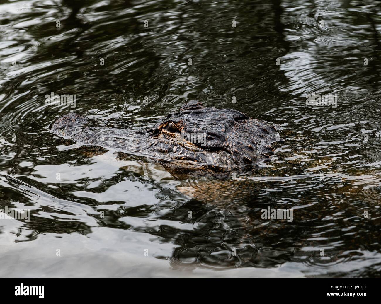 Alligator im Sumpfland in New Orleans, Louisiana, USA Stockfoto