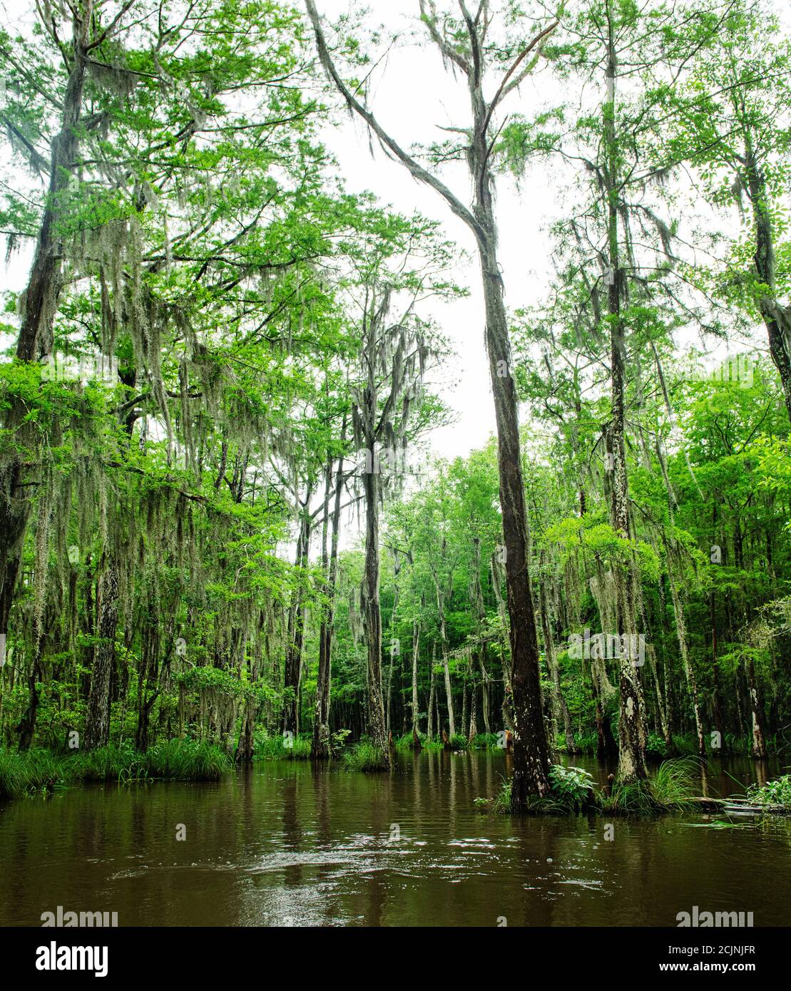 Sumpfland in New Orleans, Louisiana, USA Stockfoto