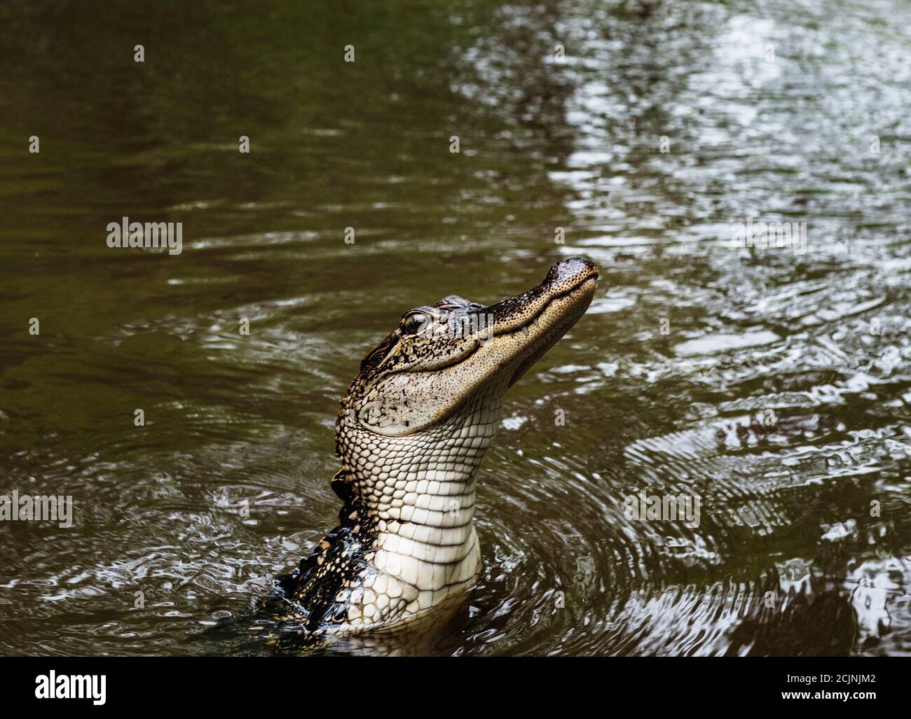 Alligator im Sumpfland in New Orleans, Louisiana, USA Stockfoto