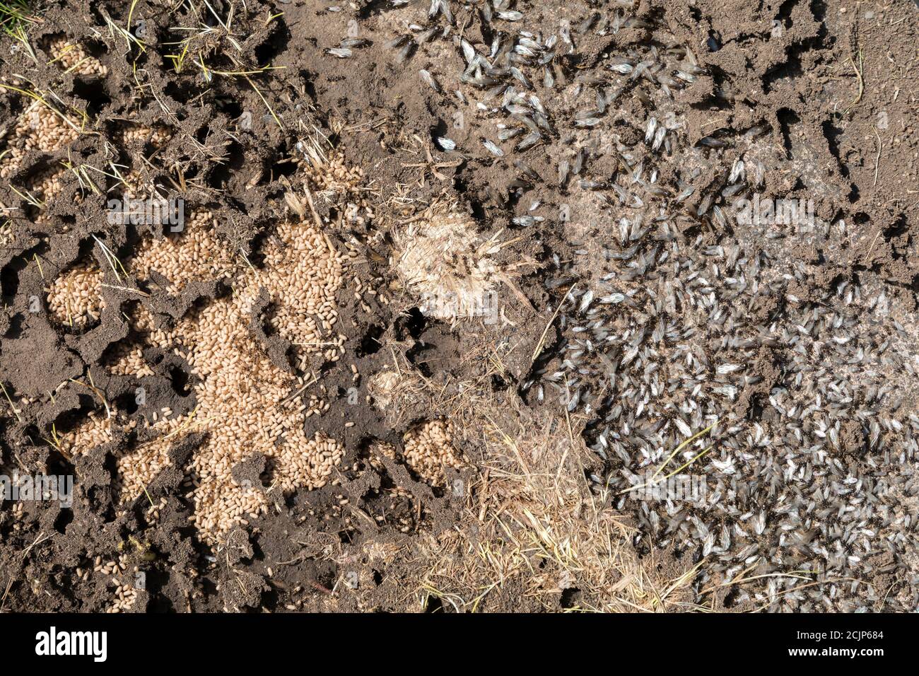 Ameisen nisten mit fliegenden Ameisen und Eiern, die im Garten, Wales, Großbritannien, aufgedeckt werden Stockfoto