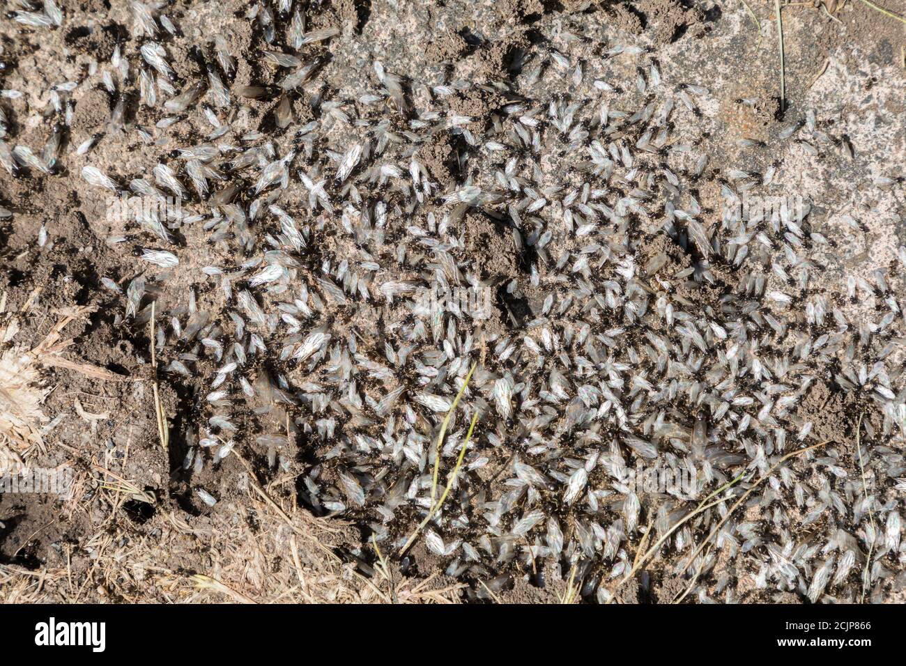 Ameisen nisten mit fliegenden Ameisen, die im Garten, Wales, Großbritannien, aufgedeckt werden Stockfoto