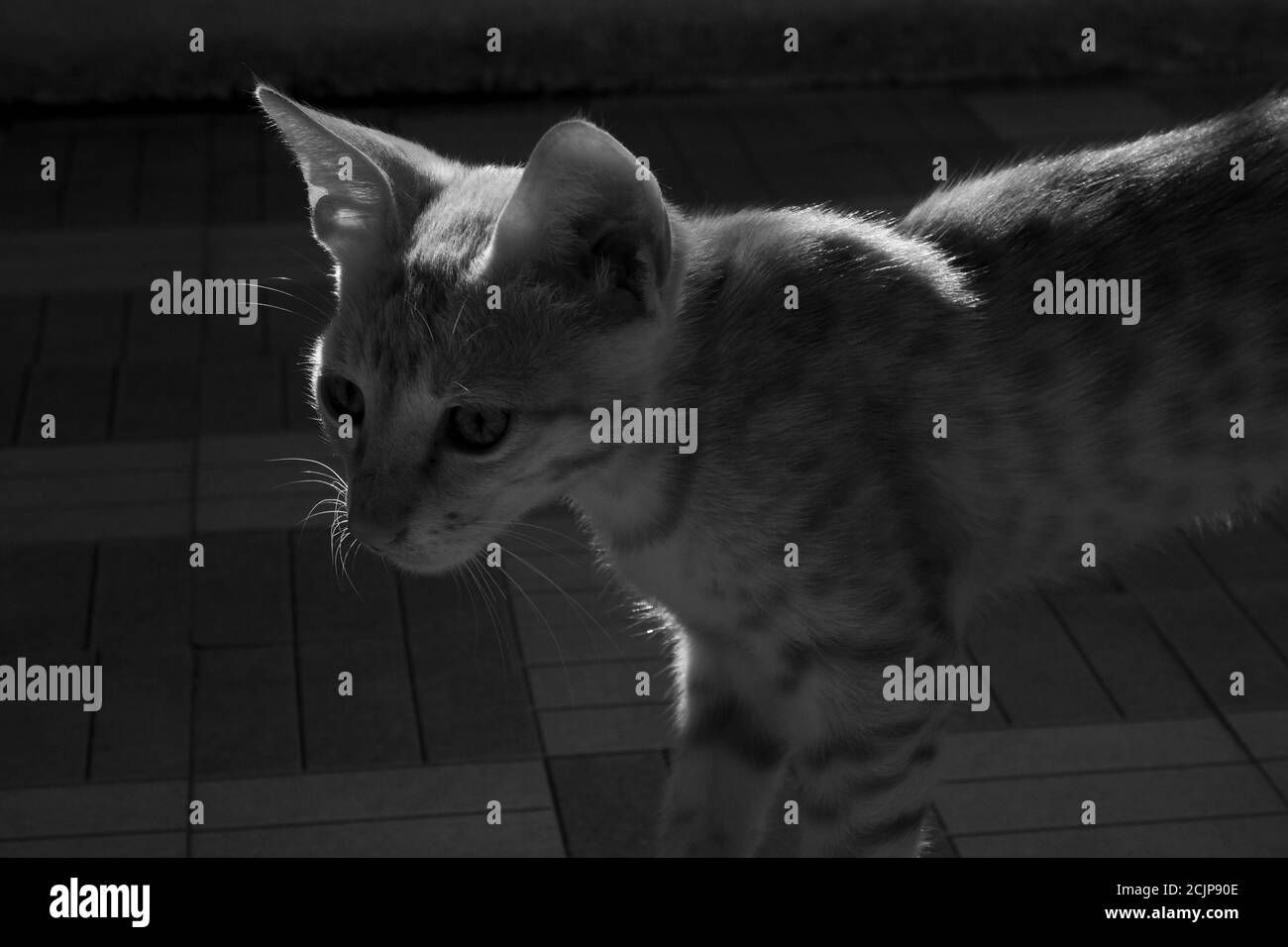 Eine GraustufenNahaufnahme einer brasilianischen Kurzhaar-Katze in einem Zimmer Stockfoto