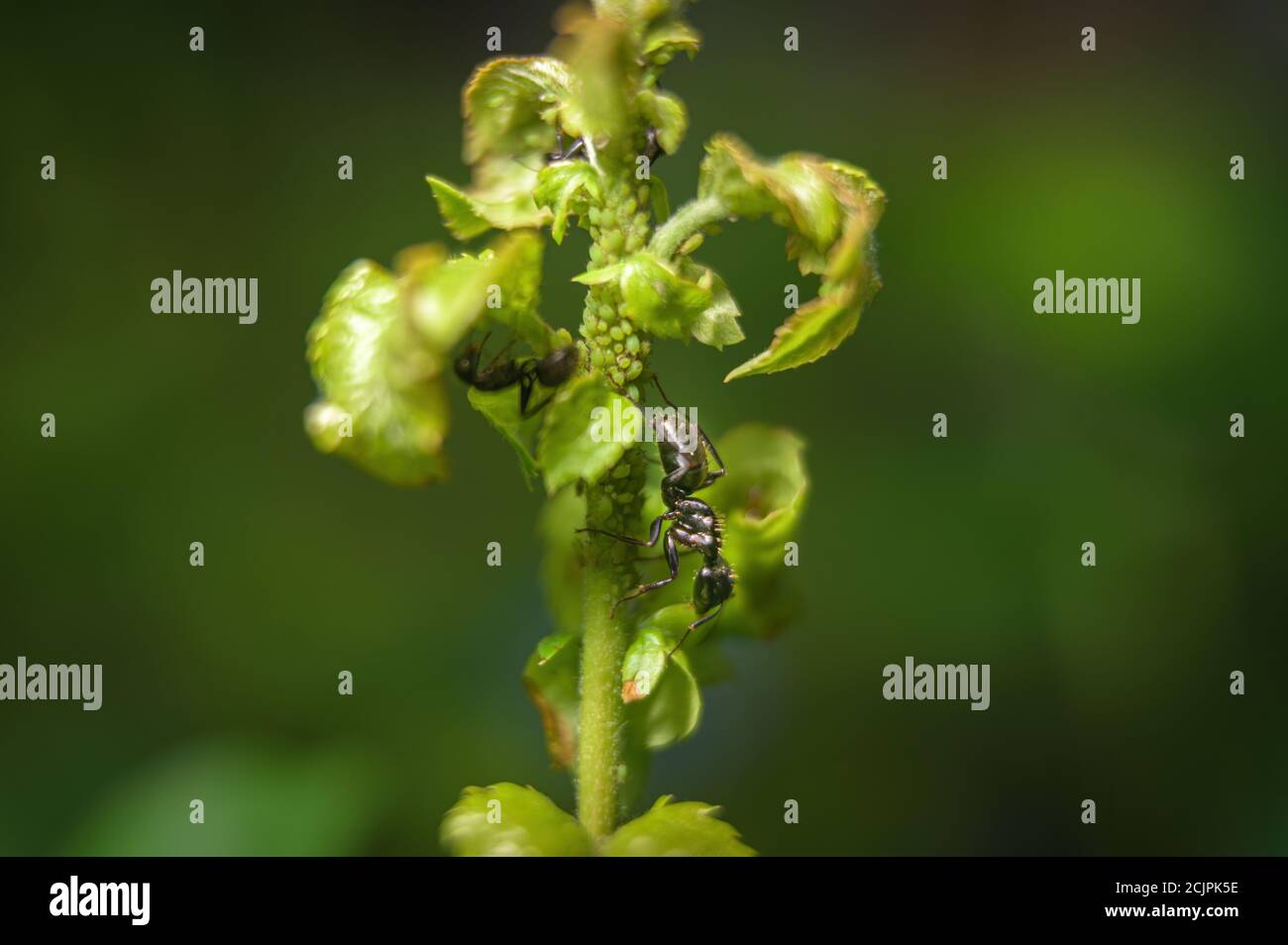 Eine Ameise, die den Stamm eines grünen Blattstiels hinunterkriecht Gartenanlage Stockfoto