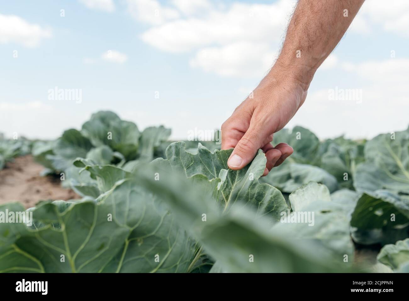 Männlicher Landwirt Agronom untersucht Weißkohl Pflanzen Entwicklung im Gemüsegarten, hausgemachte Produkte und Bio-Lebensmittelproduktion, Nahaufnahme von Stockfoto