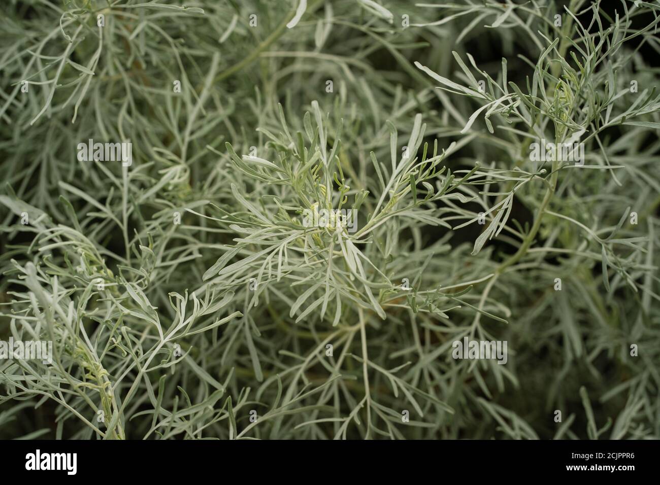 California Sagebush (Artemisia californica) Stockfoto