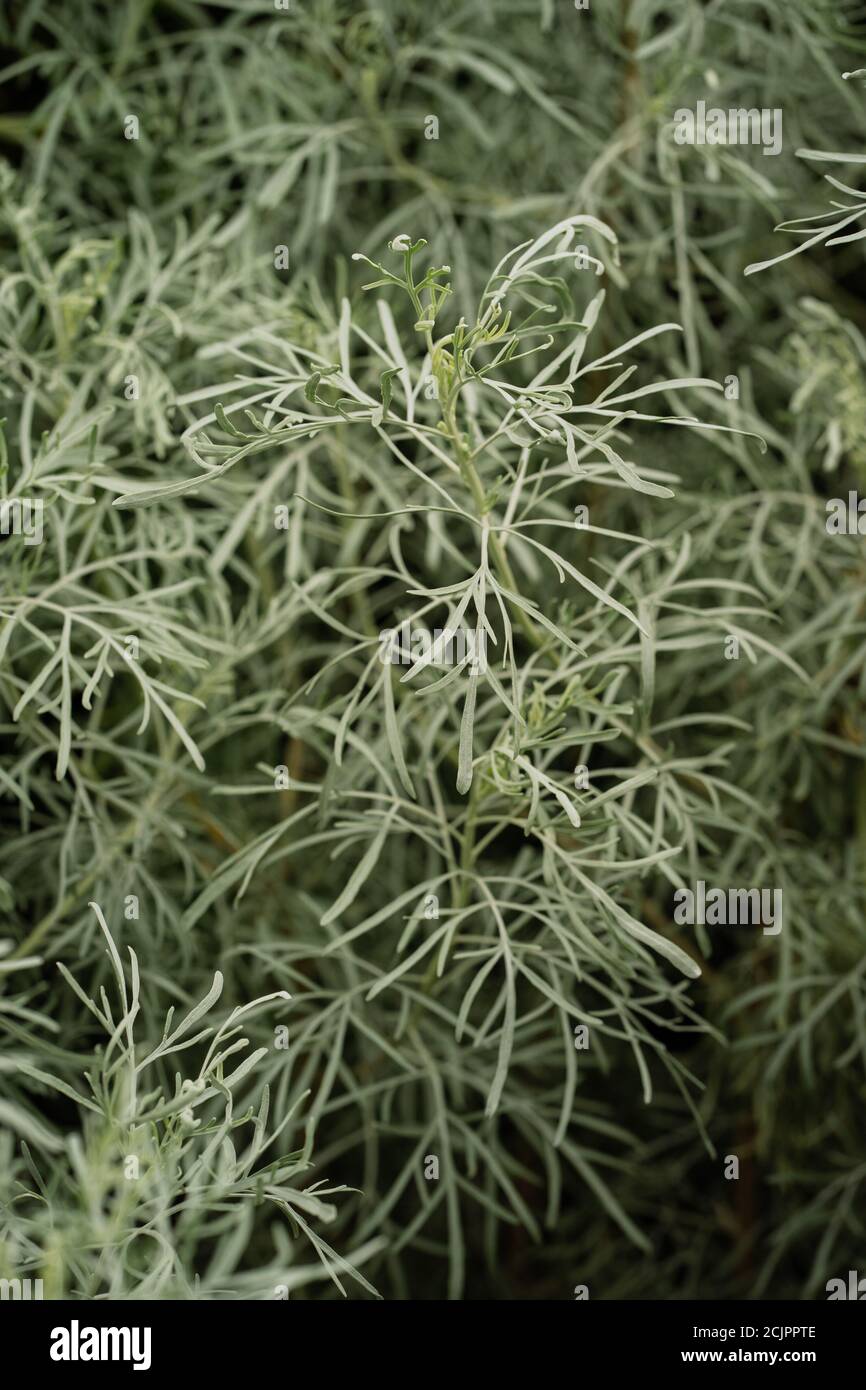 California Sagebush (Artemisia californica) Stockfoto