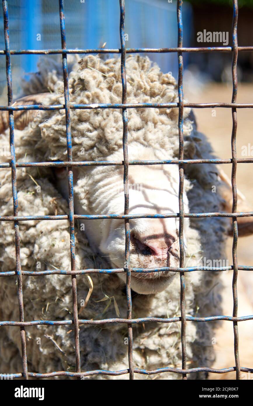 Flauschiger männlicher Widder in einem Metallkäfig. Das Leben von Tieren in Gefangenschaft. Stockfoto