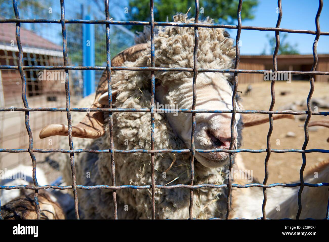 Flauschiger männlicher Widder in einem Metallkäfig. Das Leben von Tieren in Gefangenschaft. Stockfoto