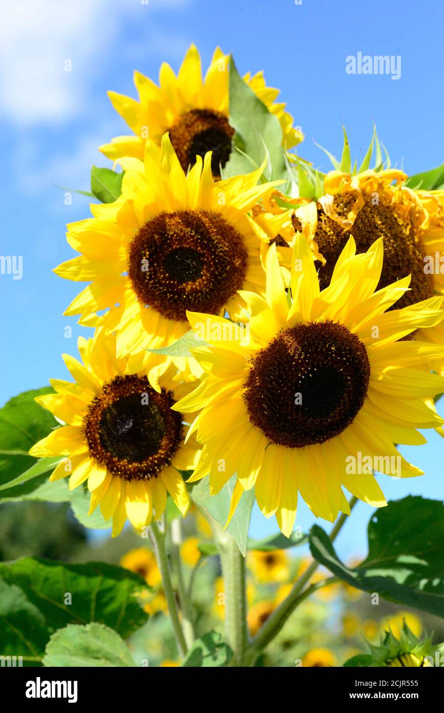 Sonnenblumen tanzen in der Sonne Stockfoto