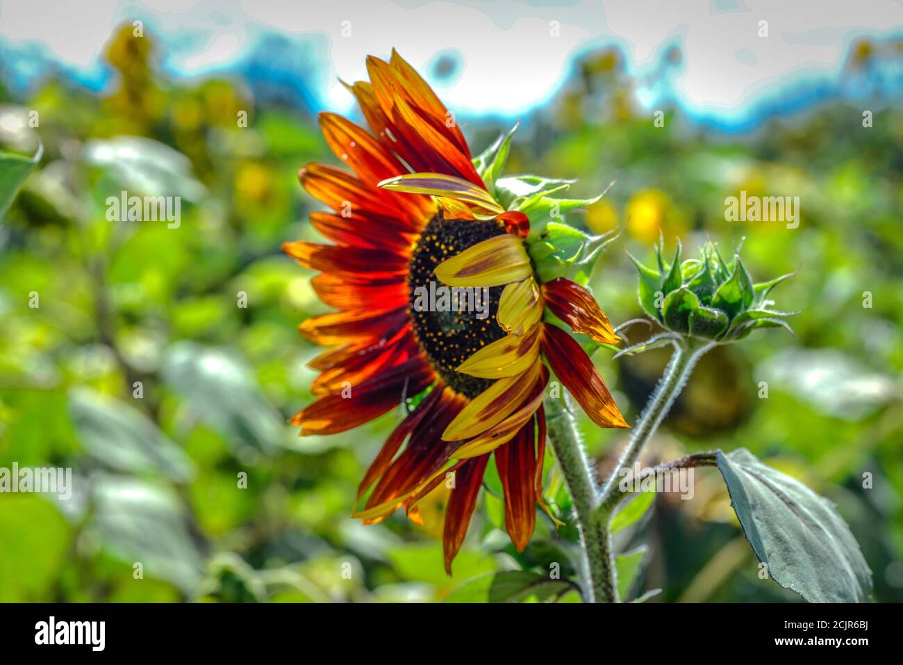 Rote riesige Sonnenblume weht im Wind Stockfoto
